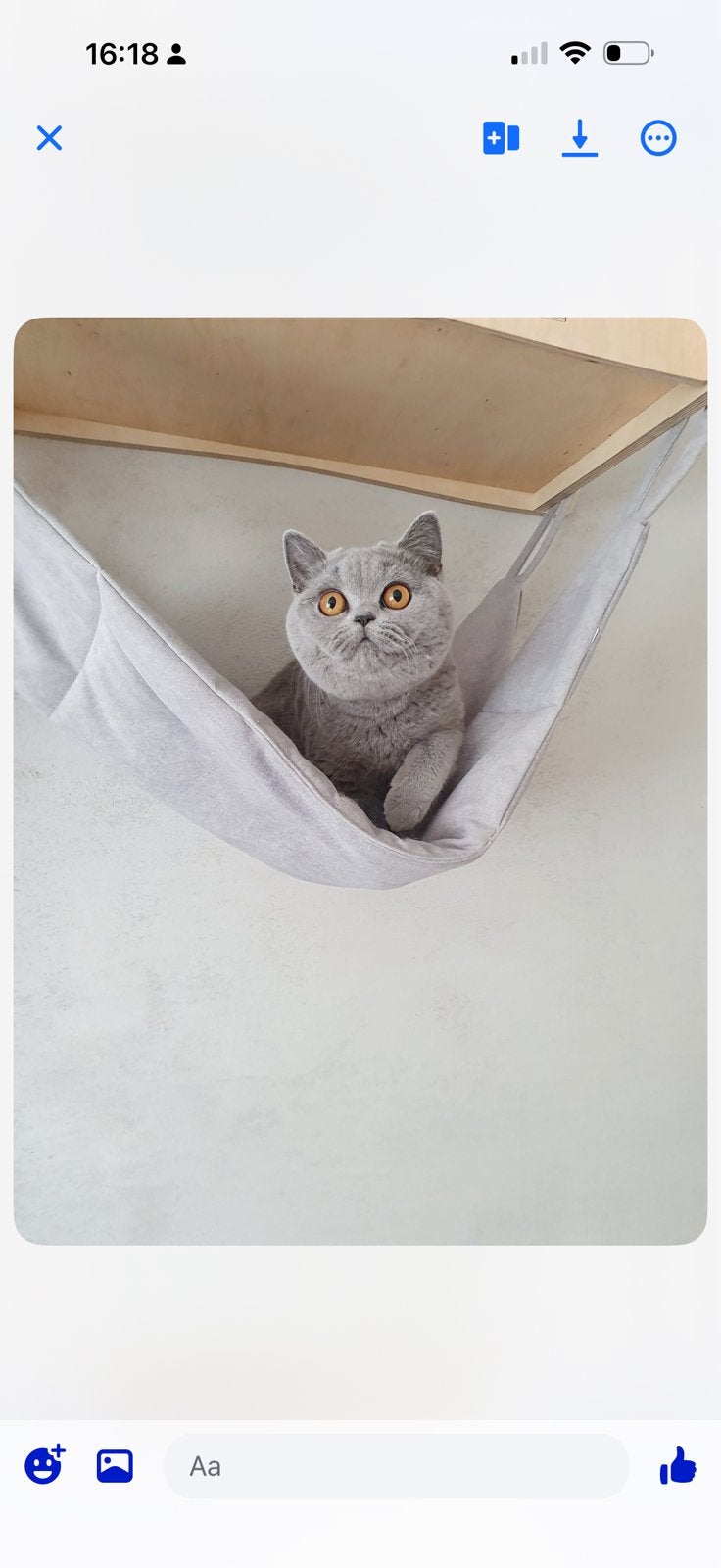 Brits korthaar poes met stamboom (voor de fokkerij), Dieren en Toebehoren, Katten en Kittens | Raskatten | Korthaar, Poes, Met stamboom