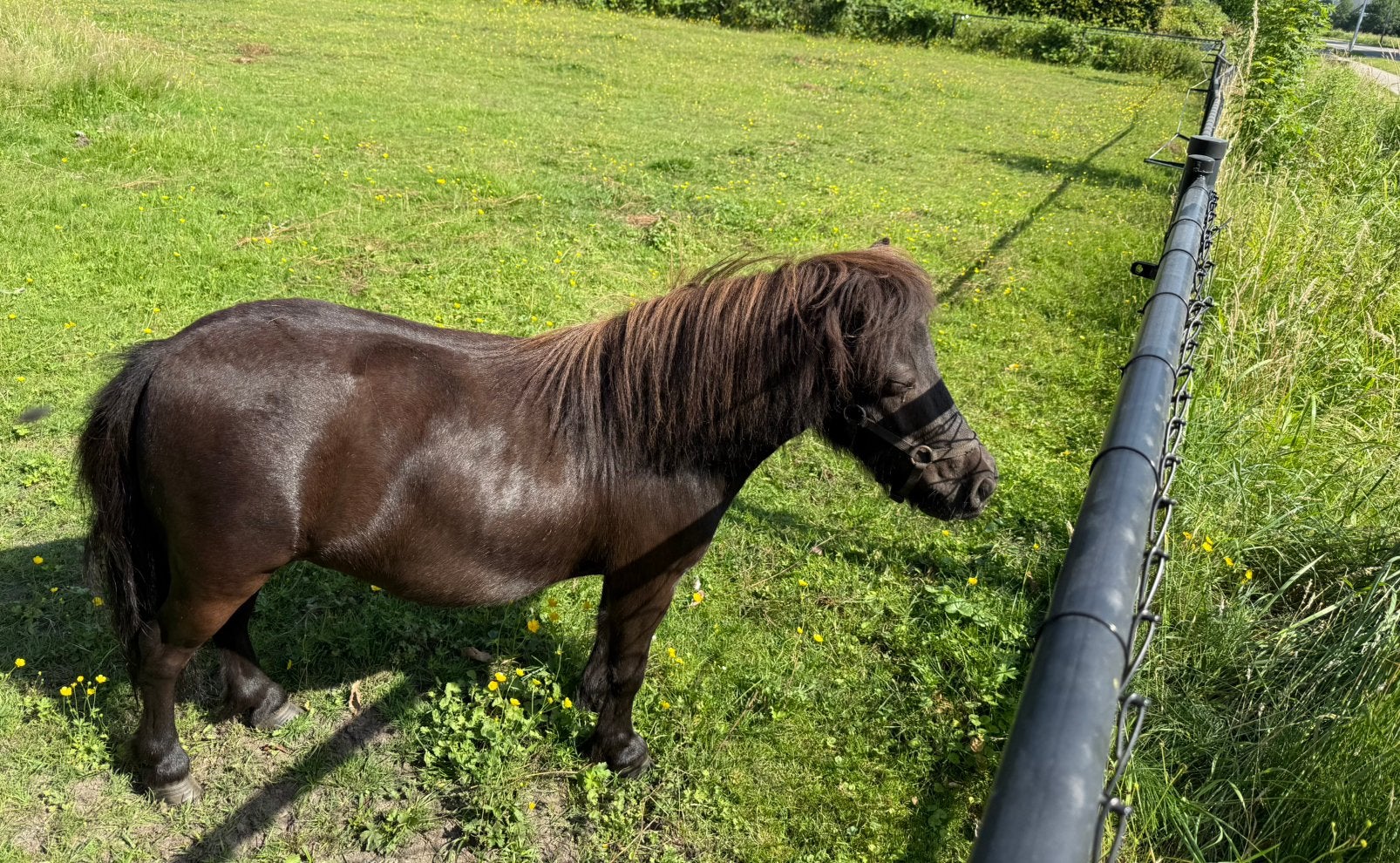 Mini Pony, Dieren en Toebehoren, Pony's, Merrie, Niet van toepassing, A pony (tot 1.17m), 7 tot 10 jaar