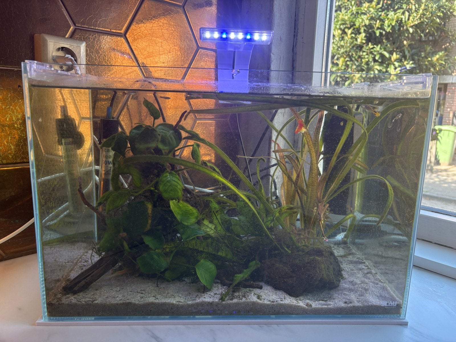 Aquarium Blau - volledig draaiend, Ophalen, Gebruikt, Overige merken, Gevuld zoetwateraquarium
