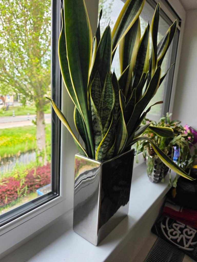 Mooie grote vrouwentong (Sansevieria) te koop, Ophalen, Halfschaduw, Minder dan 100 cm