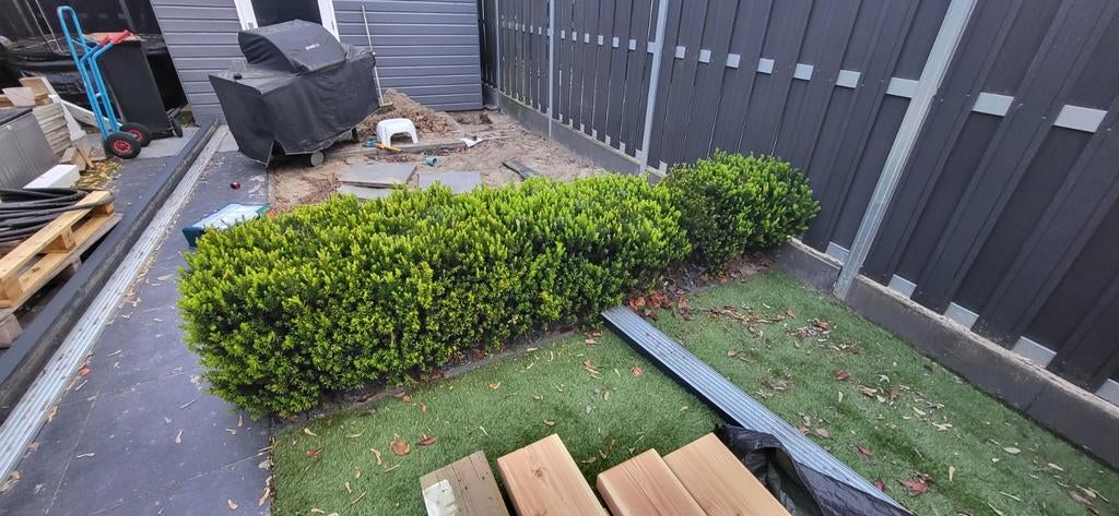 Taxus haag, Ophalen of Verzenden, Volle zon