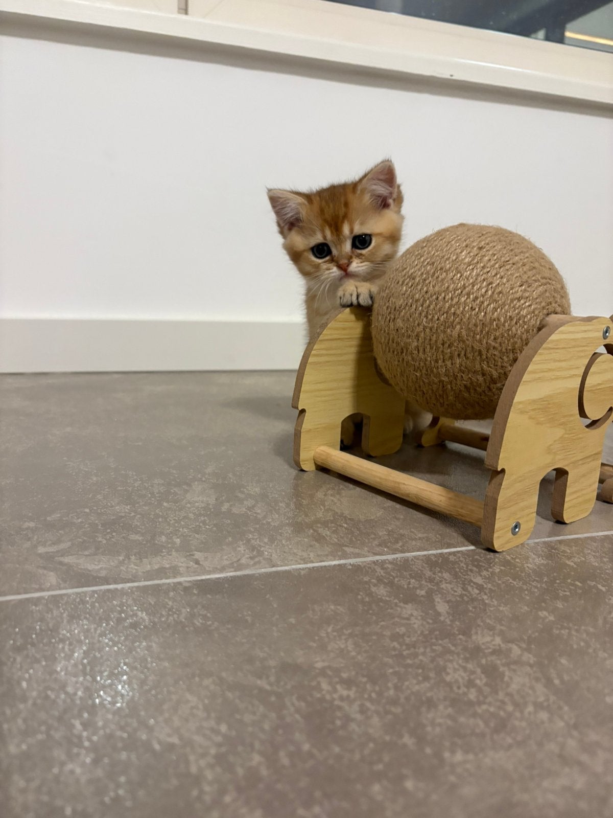 Black golden shaded kittens, Dieren en Toebehoren, Katten en Kittens | Raskatten | Korthaar, Kater, Ontwormd
