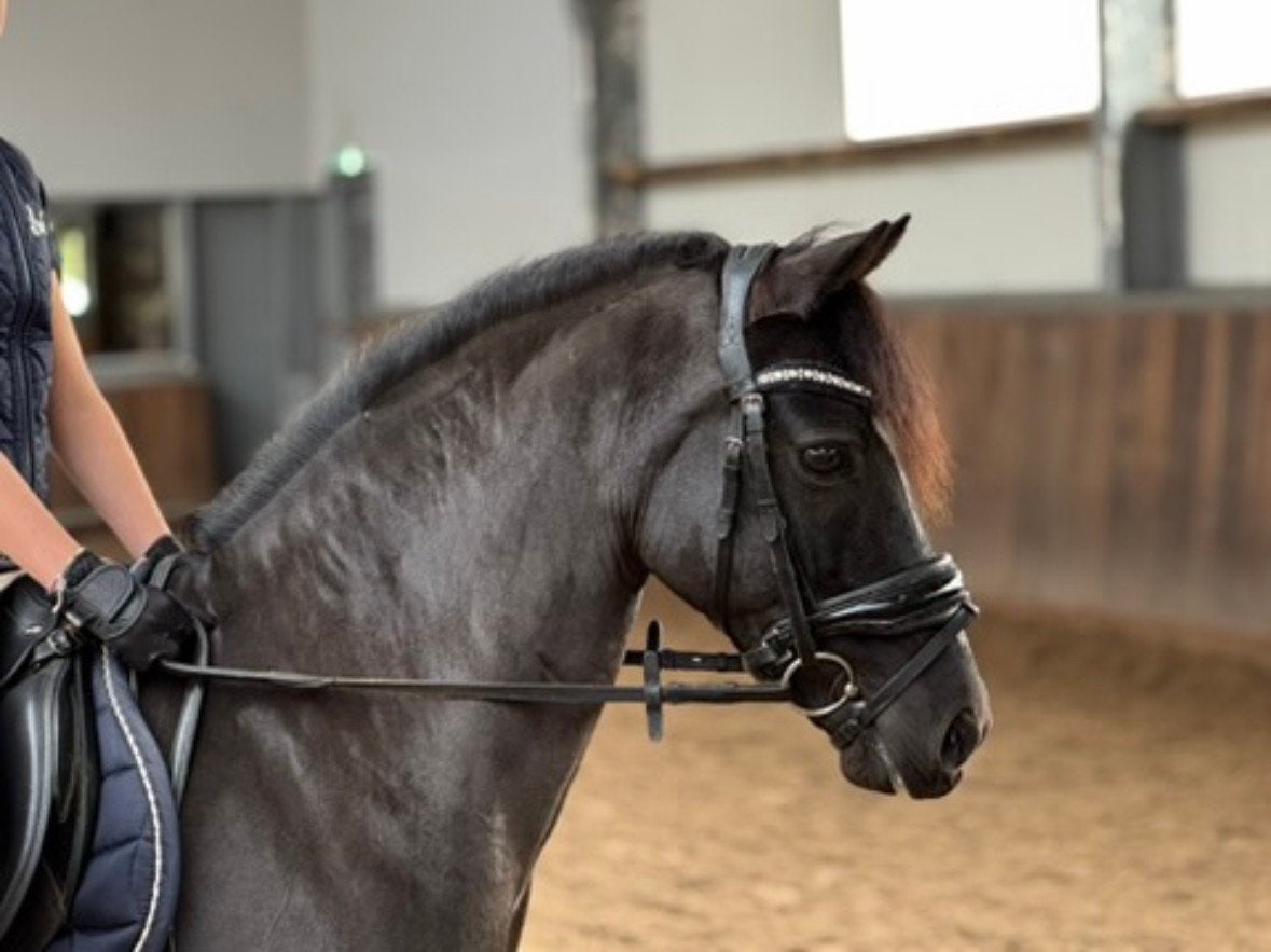 Super knappe zwarte Welshpony 1.30m maat C, Dieren en Toebehoren, Paarden, Minder dan 160 cm, Met stamboom, Ruin, Niet van toepassing