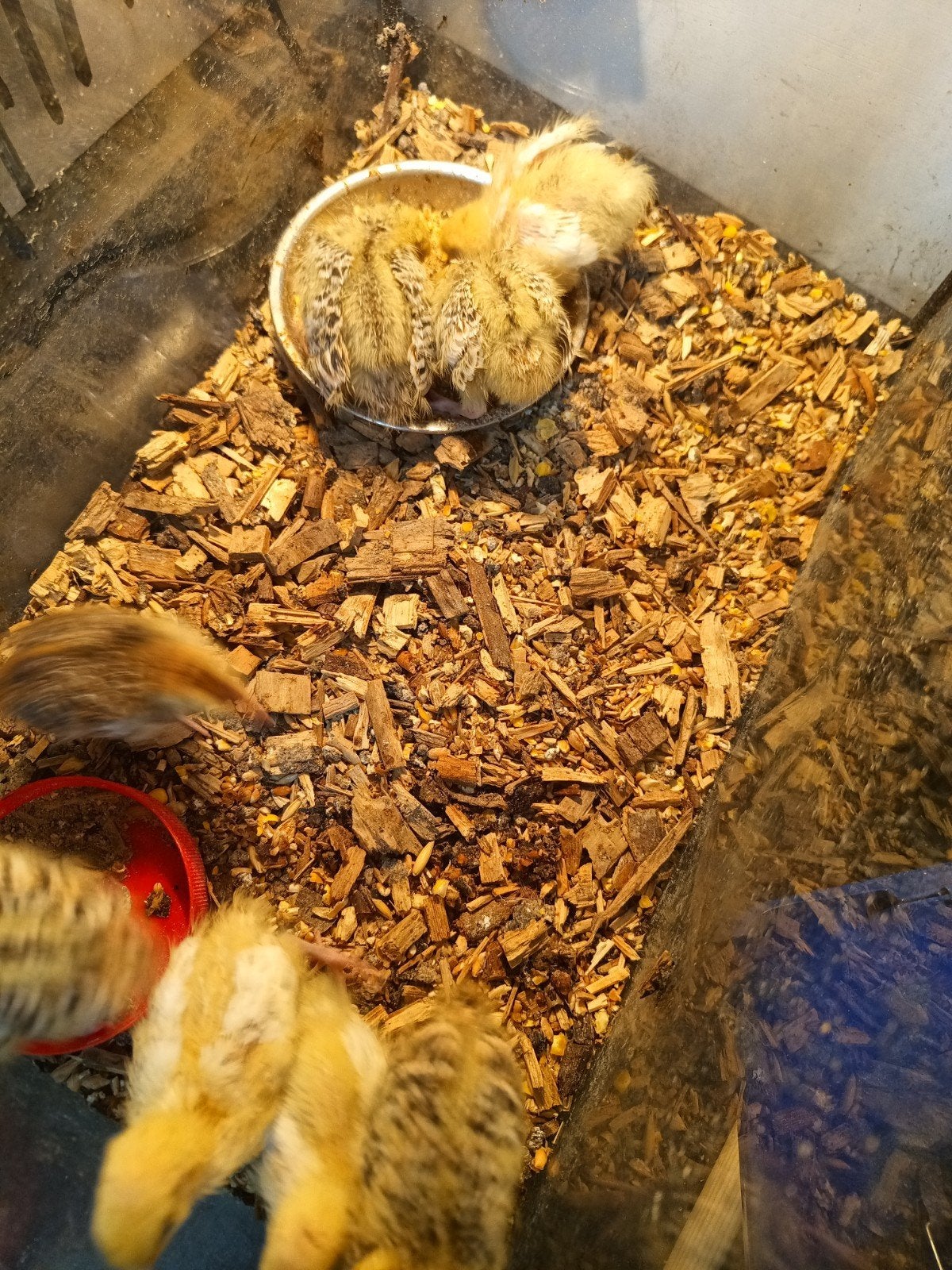 Japanse kwartel kuikens te koop, Dieren en Toebehoren, Meerdere dieren, Overige soorten