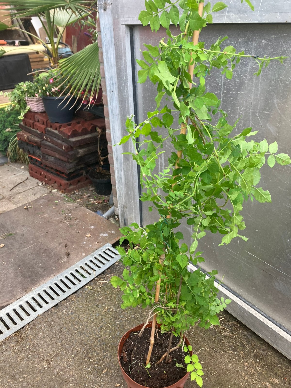 Campsis klimplant 1 mrt hoog, Ophalen, Overige soorten, 100 tot 250 cm