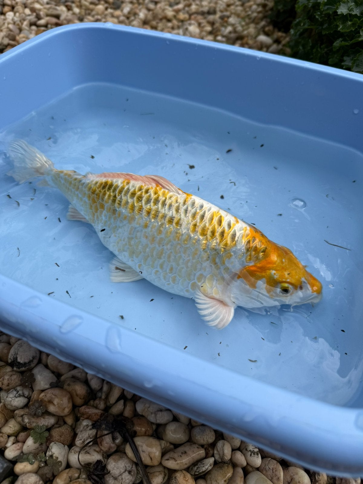 Mooie Koi van zo’n 30 cm, Dieren en Toebehoren, Karper of Koi