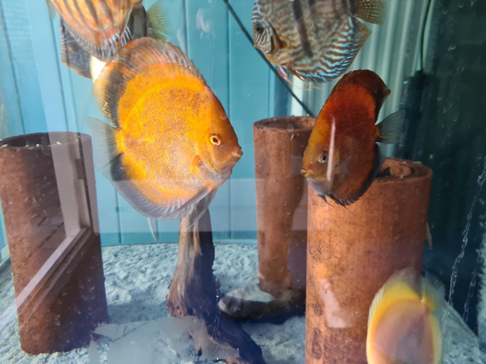 Calico Discus, Dieren en Toebehoren, Vissen | Aquariumvissen, Vis, Zoetwatervis