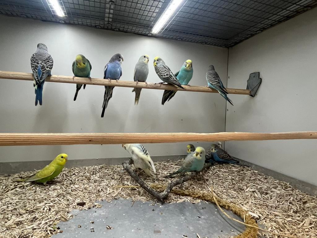 Jonge Grasparkietjes, Meerdere dieren, Parkiet, Geringd