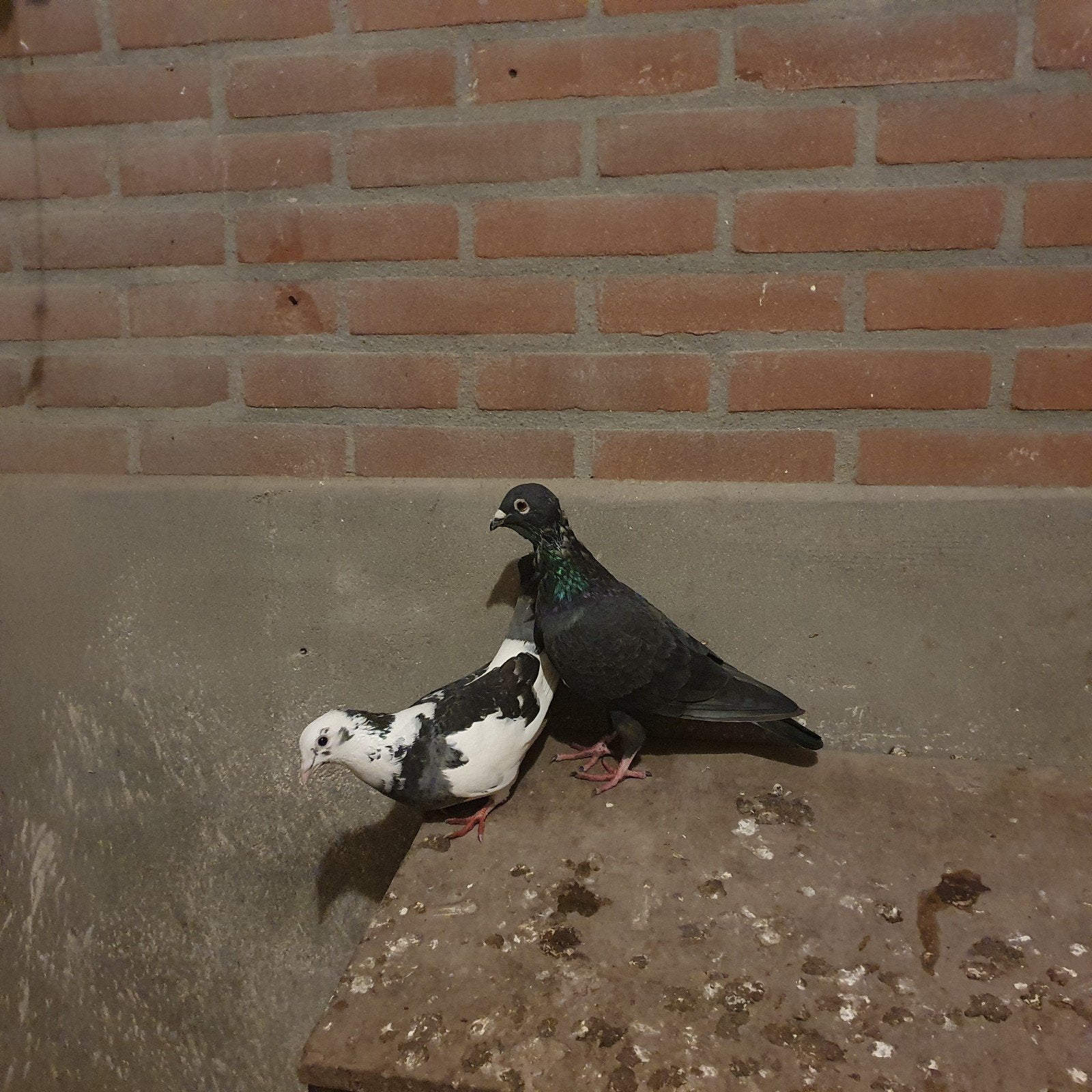 bonte duiven, Dieren en Toebehoren