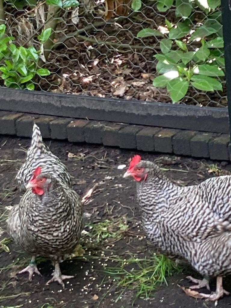 Twee gezonde kippen, Vrouwelijk, Kip