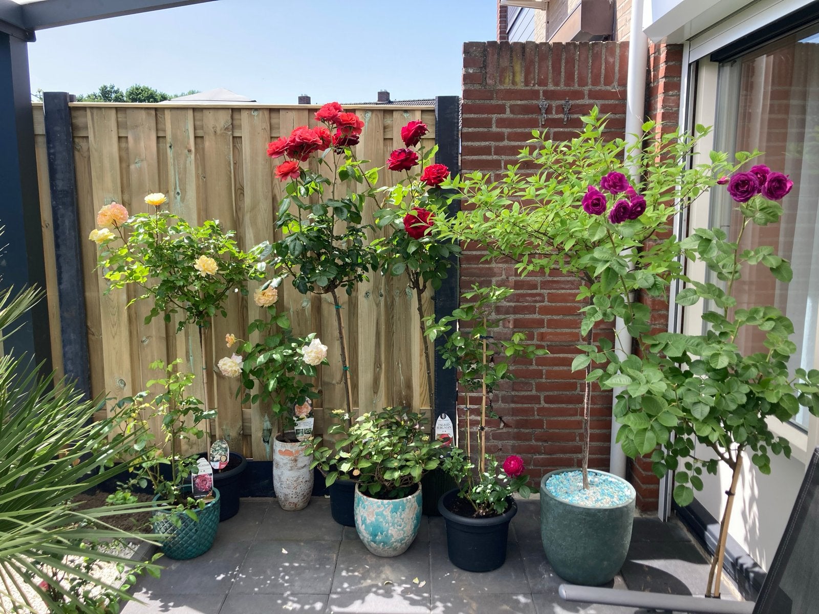 11 Rozen op stam in potten - Diverse soorten, Volle zon, Vaste plant, Zomer, Ophalen