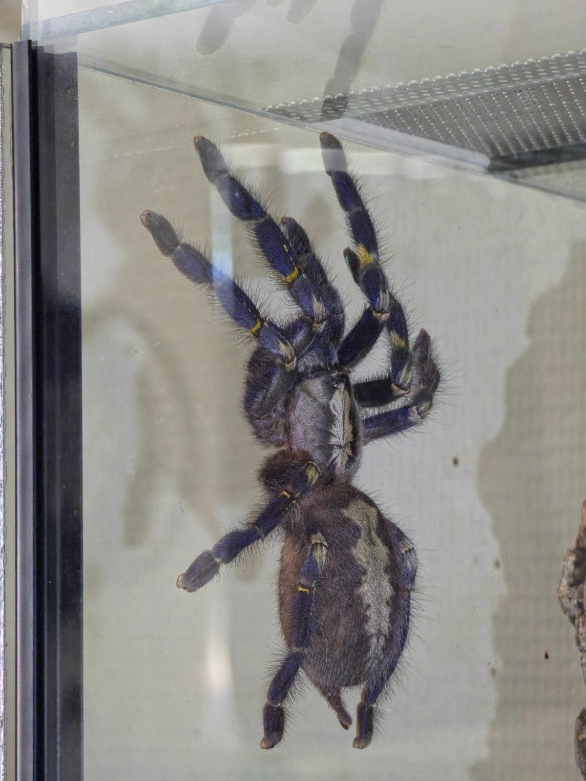 Poecilotheria metallica (vrouw) adult, Dieren en Toebehoren, Insecten en Spinnen, Spin of Schorpioen