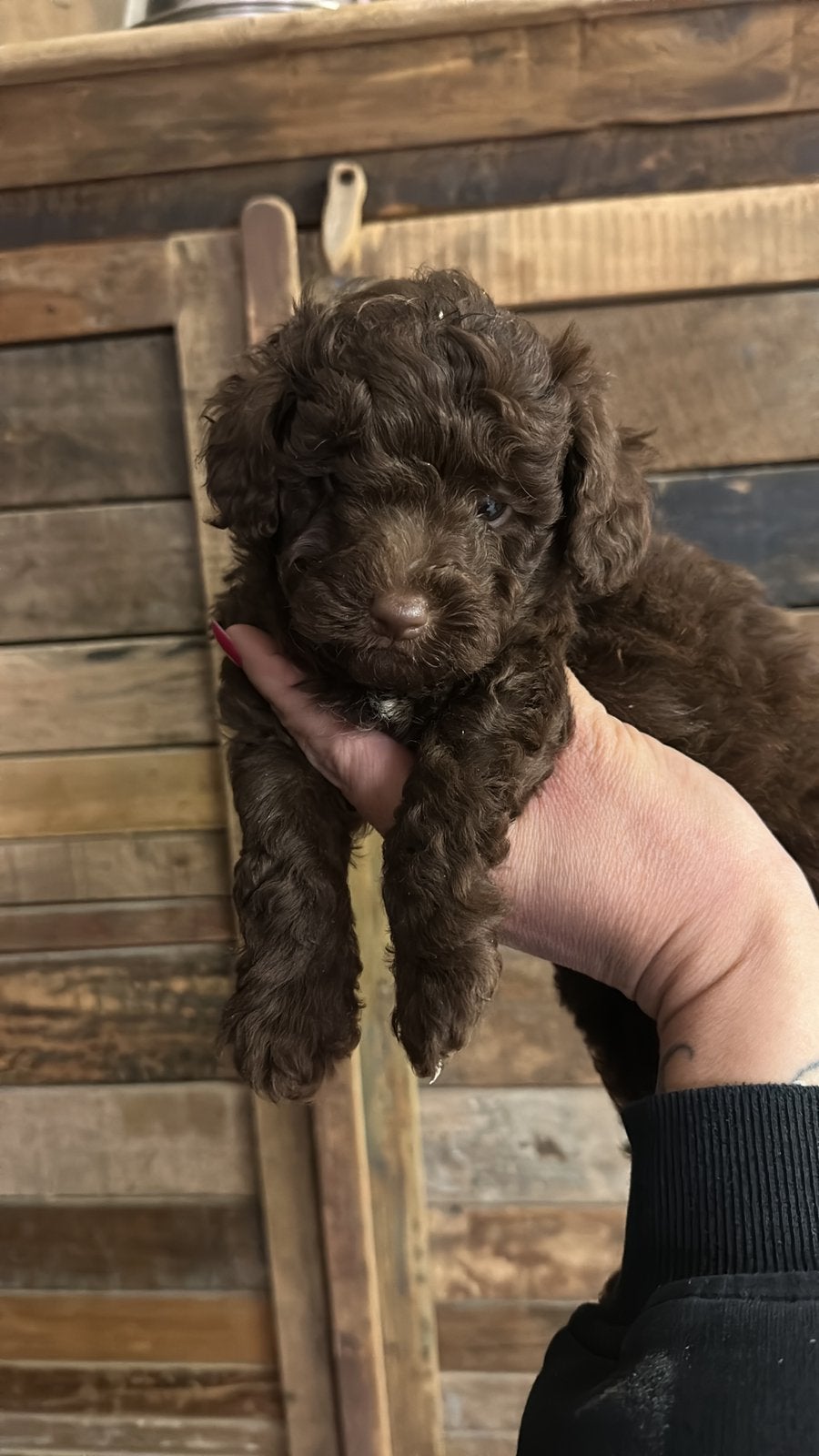 Toy x dwerg poedel pup choco, Poedel, Nederland, Reu, CDV (hondenziekte)