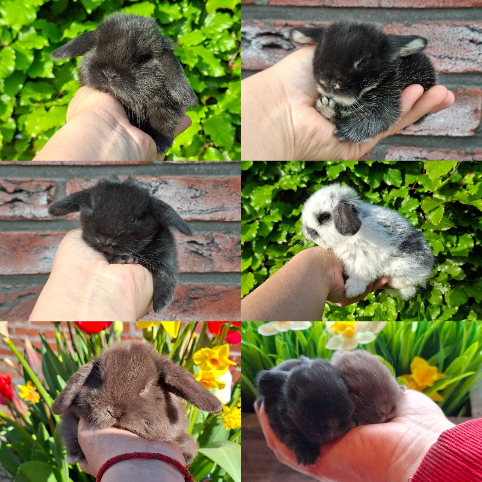 Nederlandse hangoor dwerg konijntjes!, Dieren en Toebehoren, Konijnen, Meerdere dieren, Dwerg, Hangoor, 0 tot 2 jaar