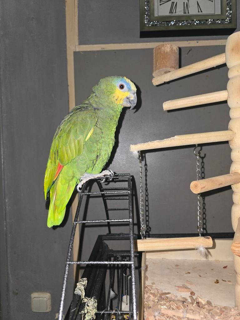Amazone man, Dieren en Toebehoren, Vogels | Parkieten en Papegaaien, Mannelijk, Papegaai, Pratend