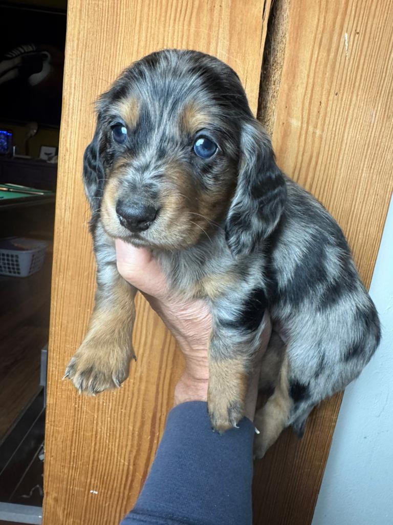 langhaar  teckel pup black merle reu 2000€, Dieren en Toebehoren, Nederland, Parvo, 8 tot 15 weken, Dwerg