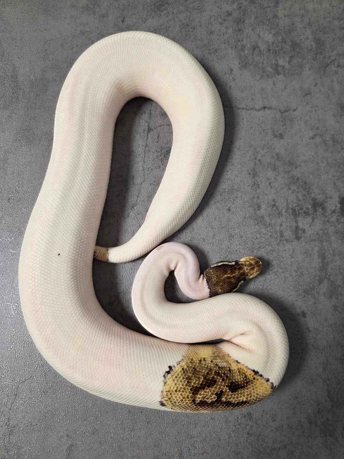 Python Regius kweekdieren Ball Python photo 2