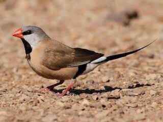 Te Koop ; 2 Jonge Spitsstaartamadines Natuurbroed, Dieren en Toebehoren, Vogels | Overige Vogels, Vrouwelijk, Geringd