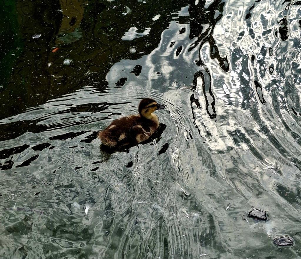 Hollandse kwaker eendje., Dieren en Toebehoren, Pluimvee, Geslacht onbekend, Eend