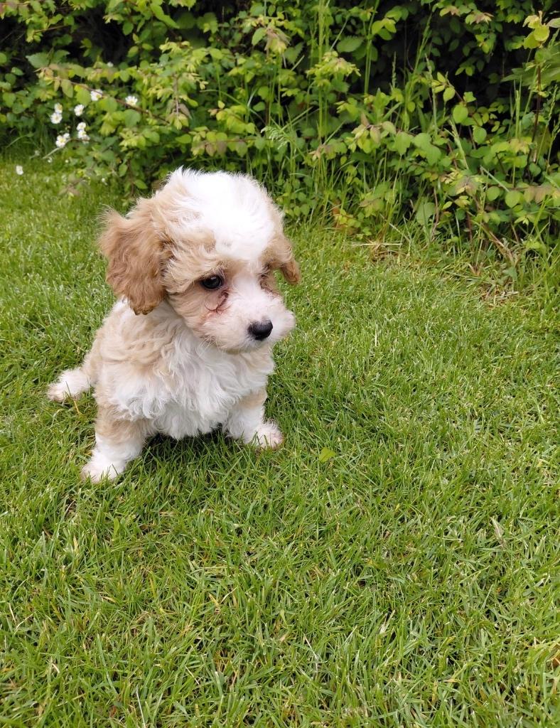 Maltipoo, Poedel, Parvo, Reu, 8 tot 15 weken
