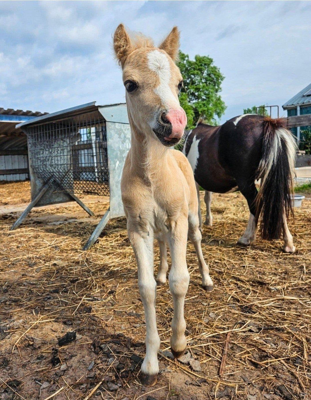 luxe,stoer en mak palomino hengstje nmprs, Hengst, 0 tot 2 jaar