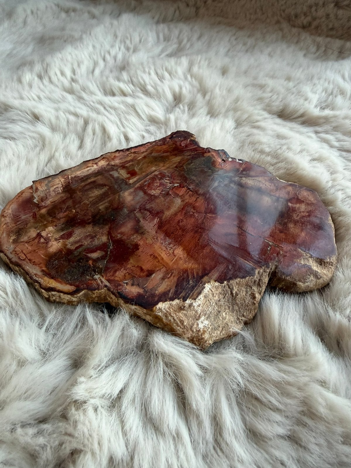 Polished Petrified Wood Slice – Natural Fossil Decor, Ophalen of Verzenden, Fossiel