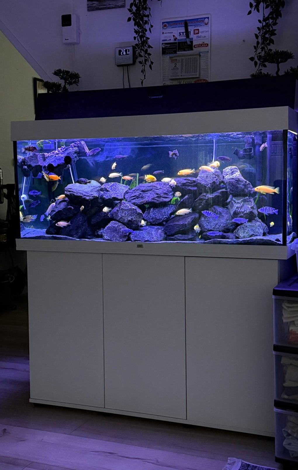 Malawi aquarium, Dieren en Toebehoren, Ophalen, Zo goed als nieuw