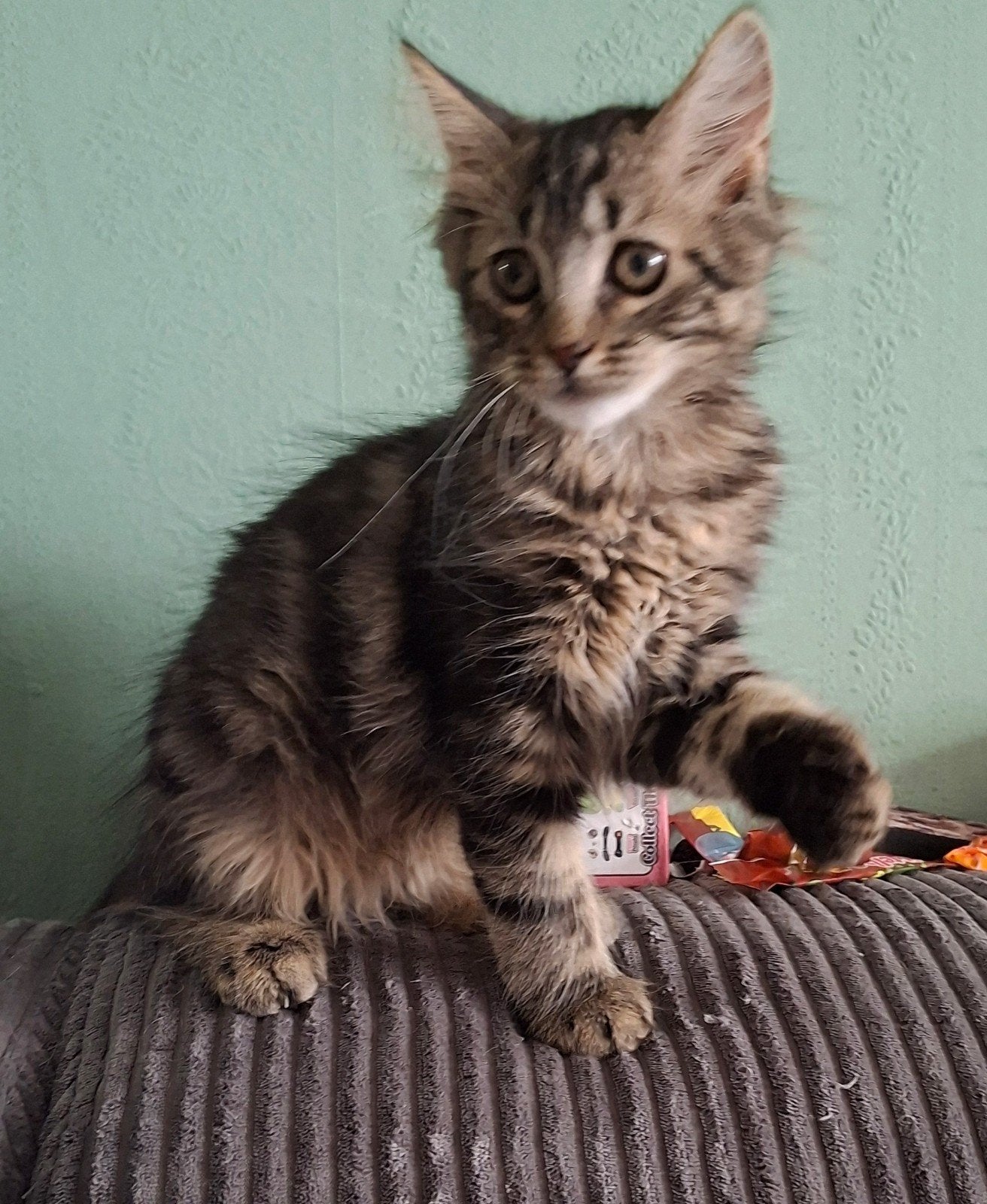 maine coons kittens, Meerdere dieren, Langharig, 0 tot 2 jaar