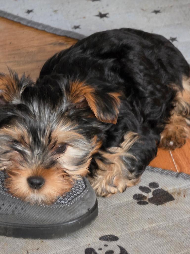 Mini york terier puppy, Reu, 8 tot 15 weken, Eén hond, Parvo