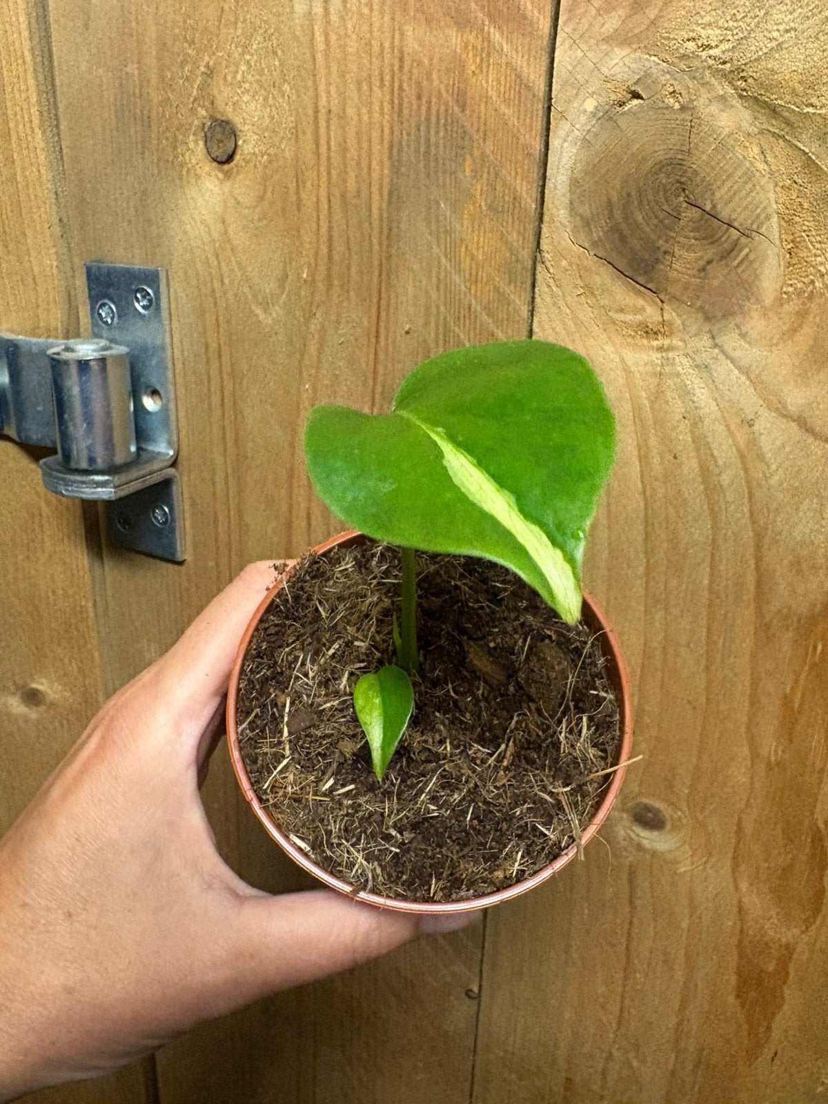 Monstera deliciosa variegata albo white wit lava plant, Ophalen of Verzenden, Halfschaduw, Minder dan 100 cm