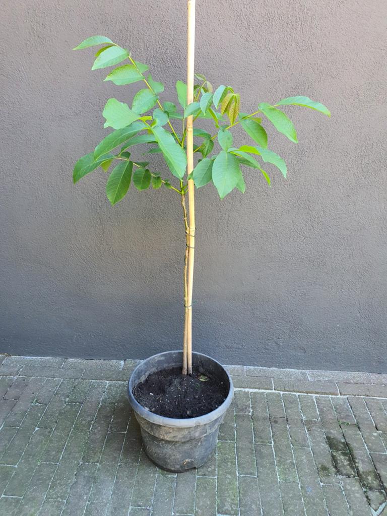 Walnotenboompje, Ophalen, Minder dan 100 cm, Overige soorten, Zomer