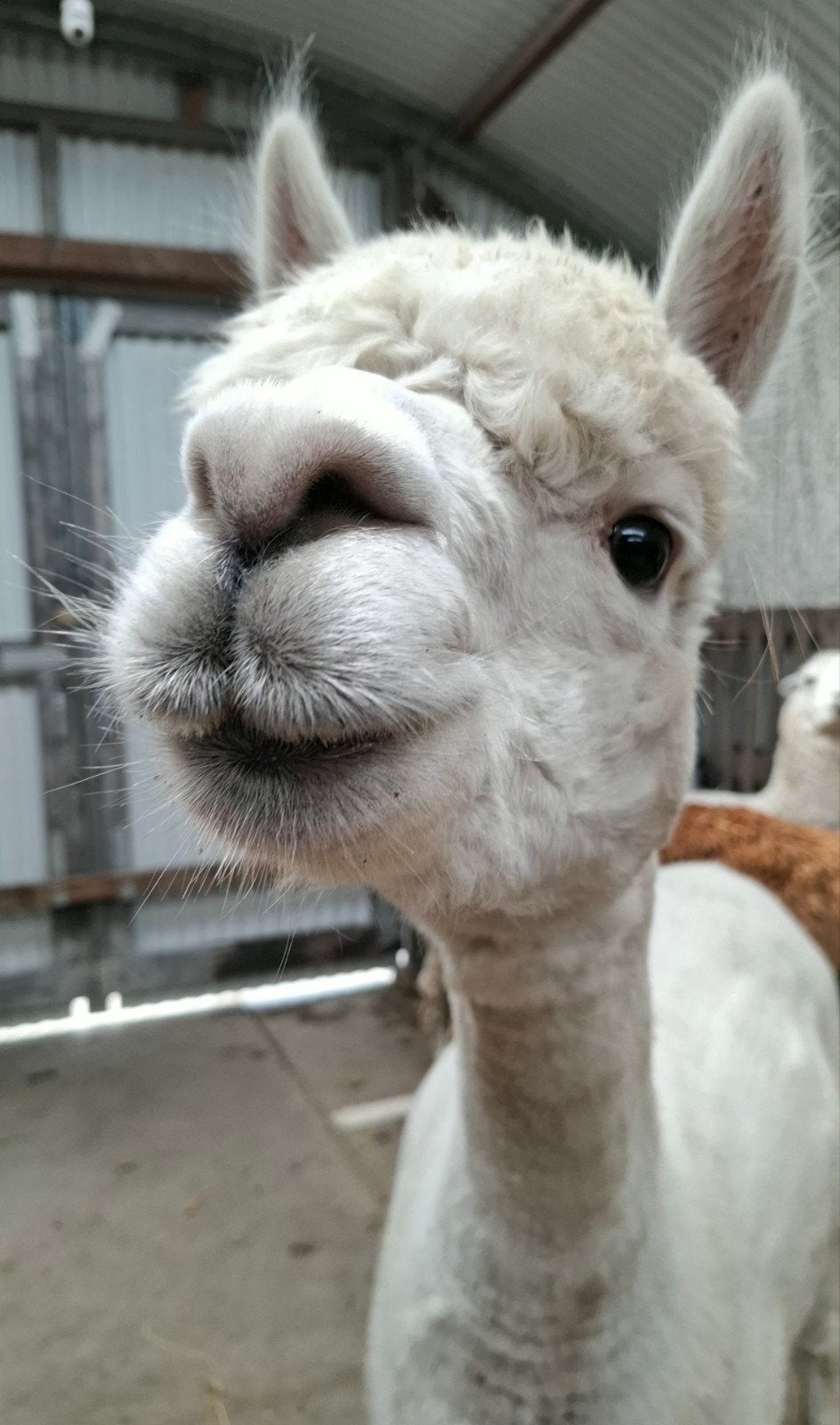 2 lieve Alpaca ruinen te koop, April, Mannelijk