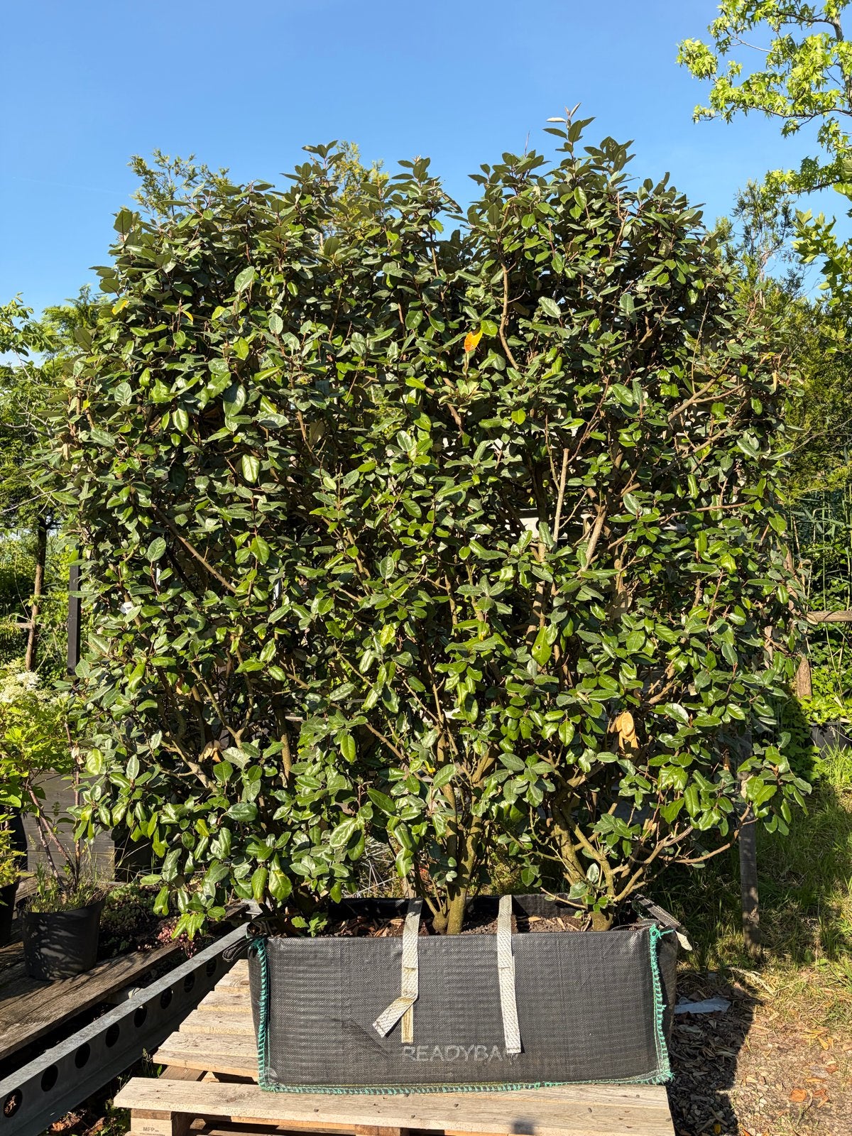 Kant-en-klare Eleagnus haag 170x200x50/60 cm