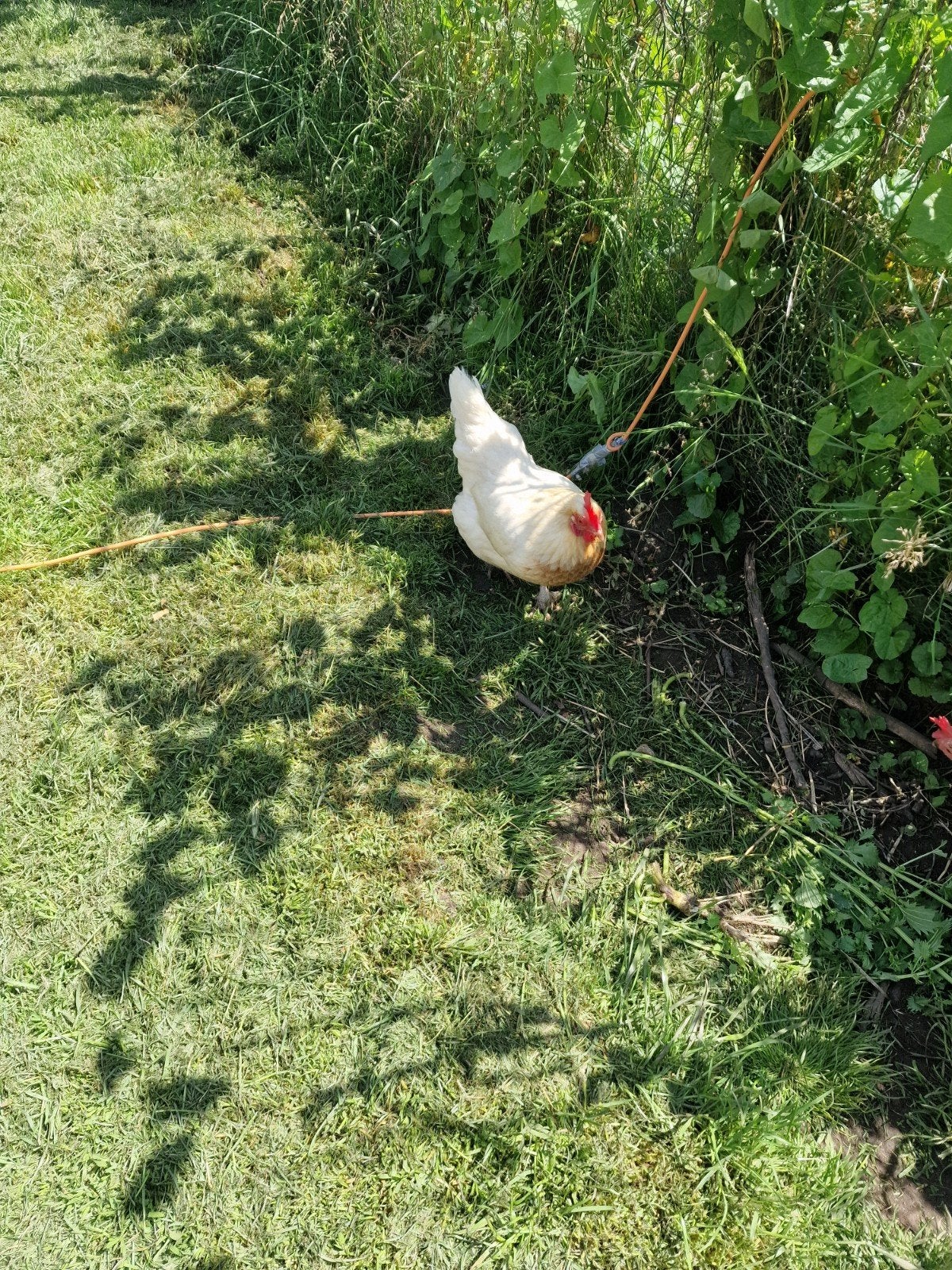 Te koop kriel marans, 1 jaar oud., Vrouwelijk, Kip