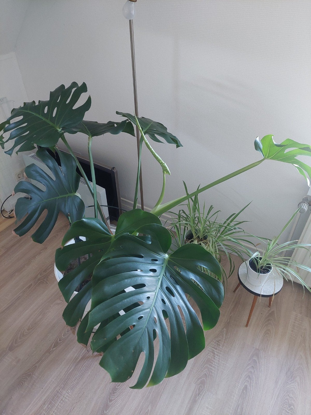 Grote Monstera Deliciosa inclusief witte bloempot, Huis en Inrichting, Kamerplanten, Ophalen, 100 tot 150 cm, Overige soorten