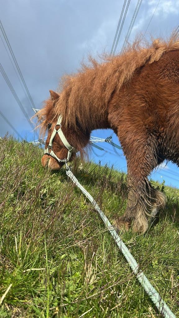 2x stalling voor een shetlander, Dieren en Toebehoren, Stalling en Weidegang, Stalling