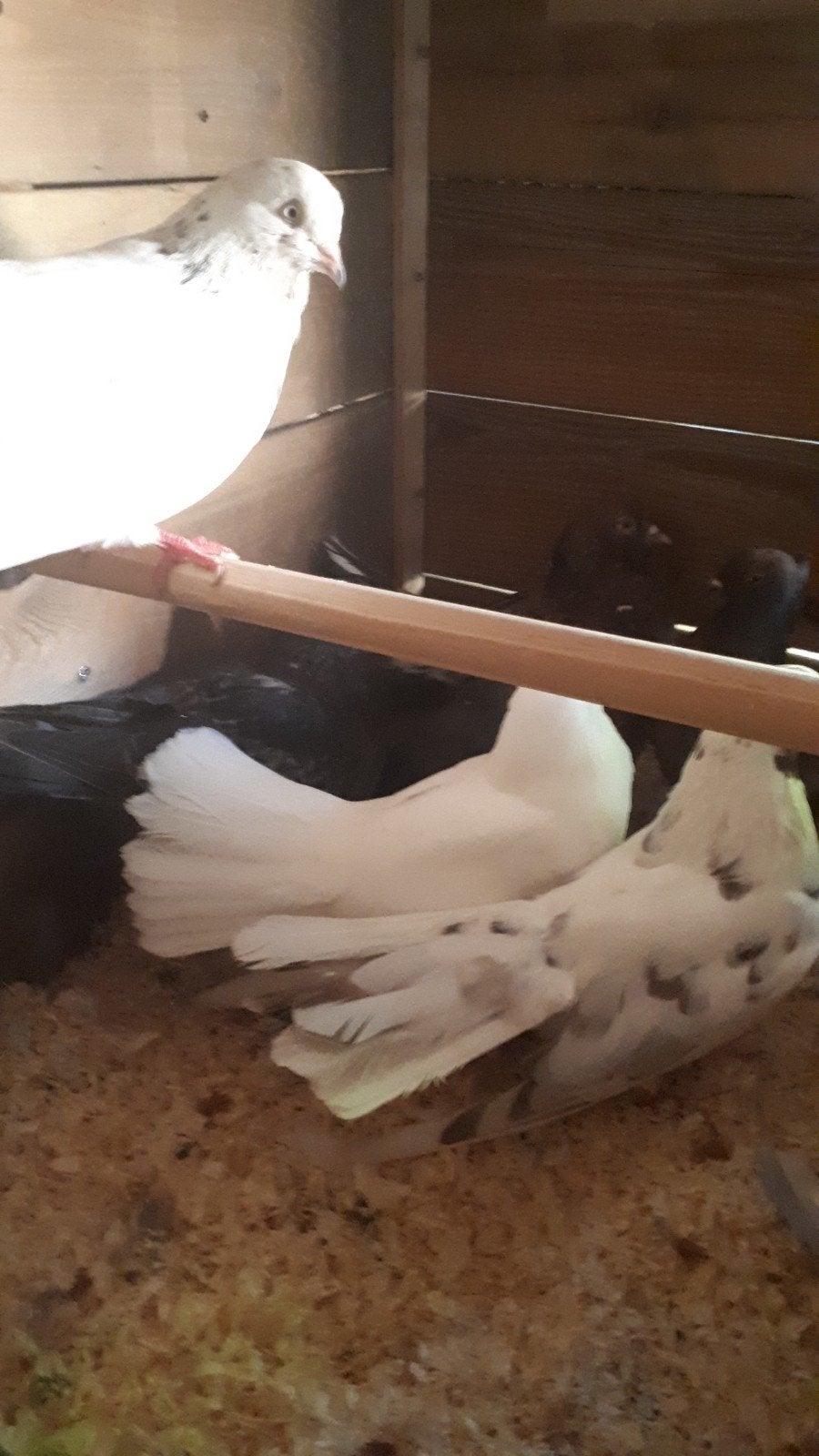 te koop 10 mooie duiven €7 per stuk, Meerdere dieren, Kip