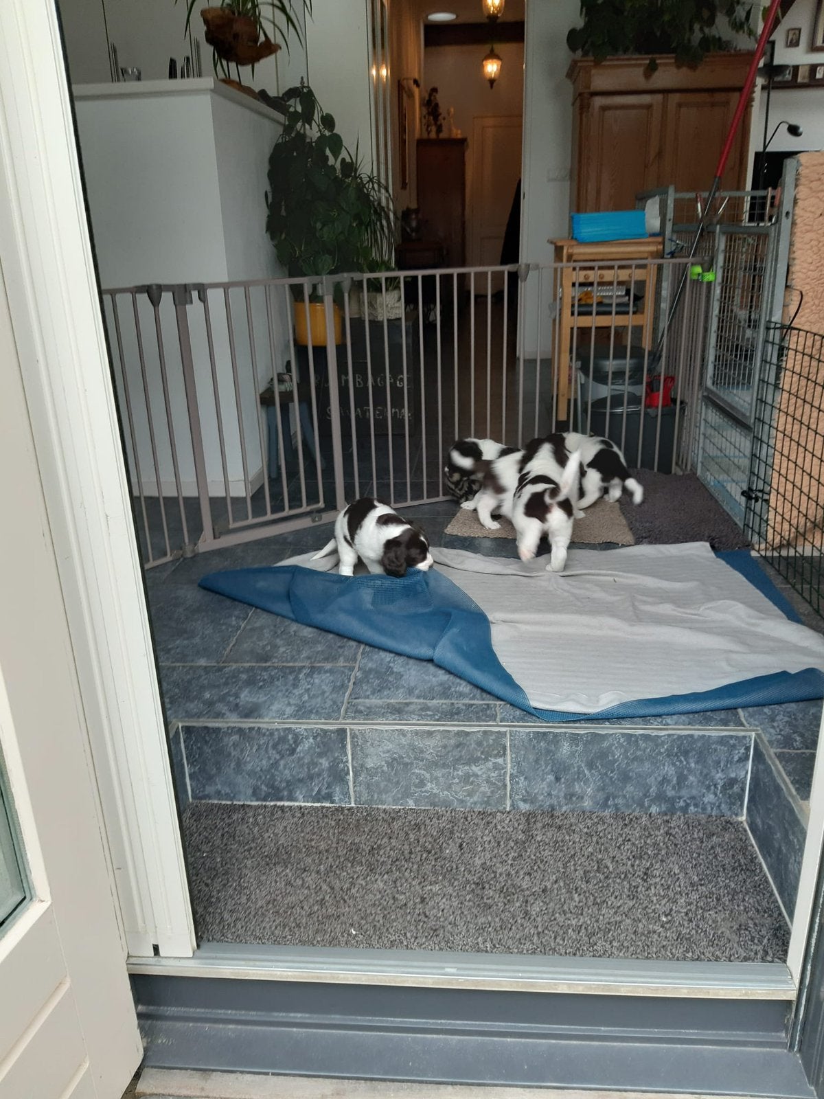 Pasgeboren puppies, Overige rassen, 8 tot 15 weken, Parvo, Meerdere