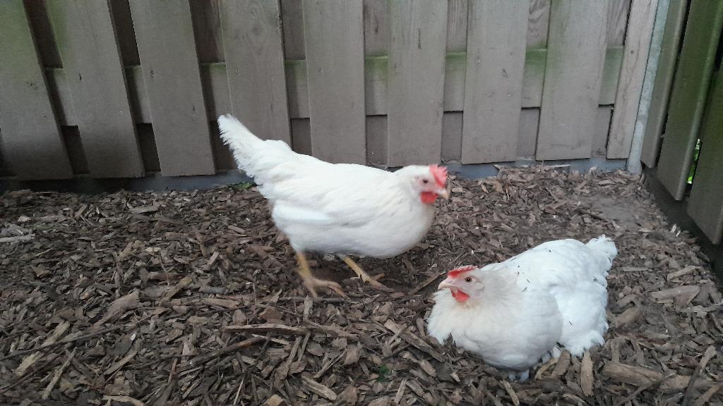Witte leghorns, Vrouwelijk, Kip