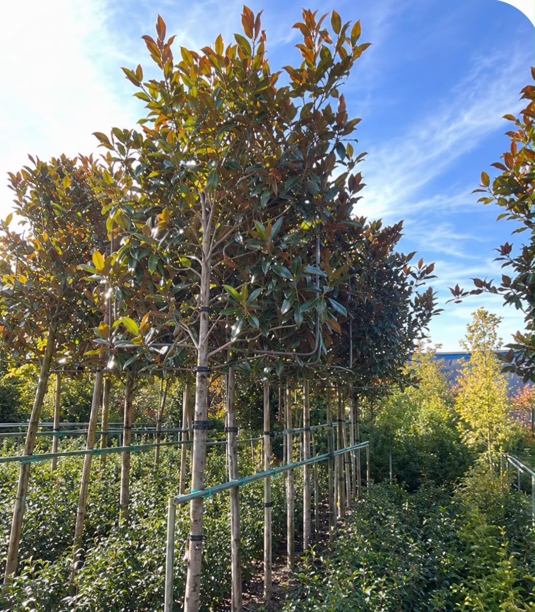 Magnolia Grandiflora Gallisoniere leiboom 120x100 cm, Leiboom, Ophalen of Verzenden, 100 tot 250 cm, Zomer