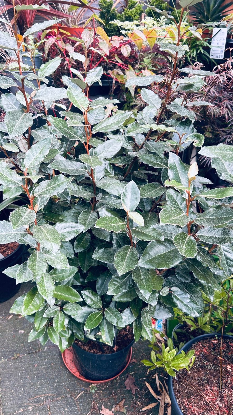 Elaeagnus 'Compacta' - Wintergroene Olijfwilg, Tuin en Terras, Vaste plant, Bloeit niet, Halfschaduw, Ophalen