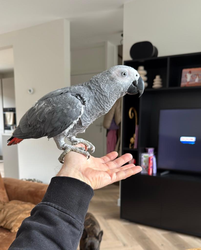 Te koop jonge grijze roodstaart, Dieren en Toebehoren, Vogels | Parkieten en Papegaaien, Mannelijk, Papegaai, Tam
