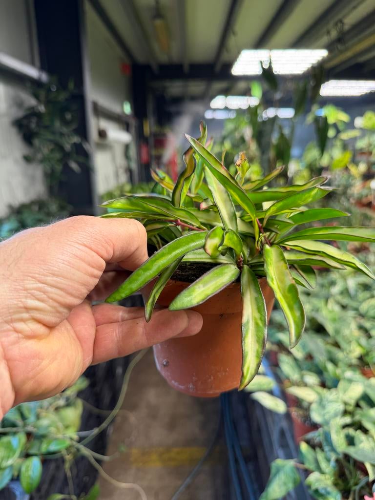 Hoya wayetii tricolor - Pot 12cm, Huis en Inrichting, Kamerplanten, Ophalen of Verzenden