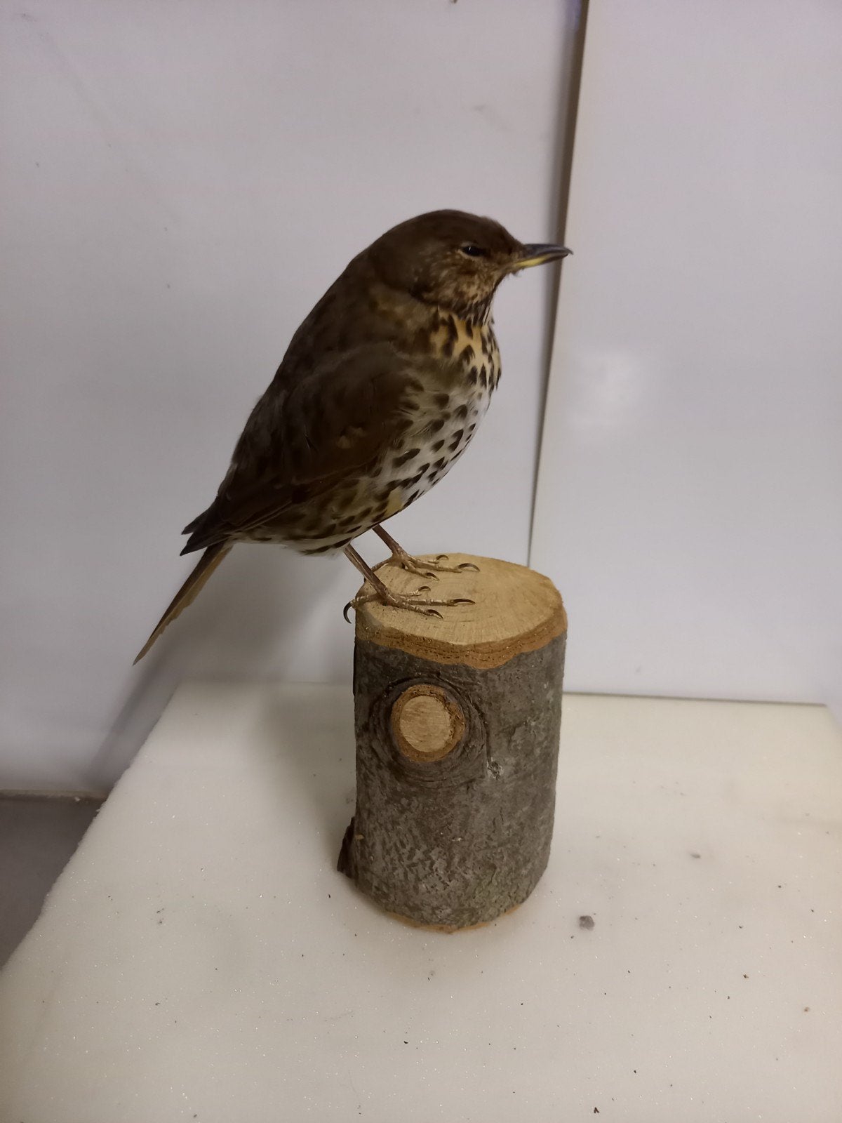 opgezette zanglijster, Ophalen of Verzenden, Zo goed als nieuw, Vogel, Opgezet dier