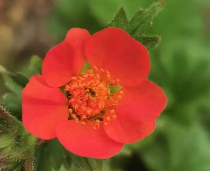 Geum Coccineum 'Tosai' - Oranje Nagelkruid P9, Tuin en Terras, Ophalen of Verzenden, Vaste plant, Overige soorten, Volle zon