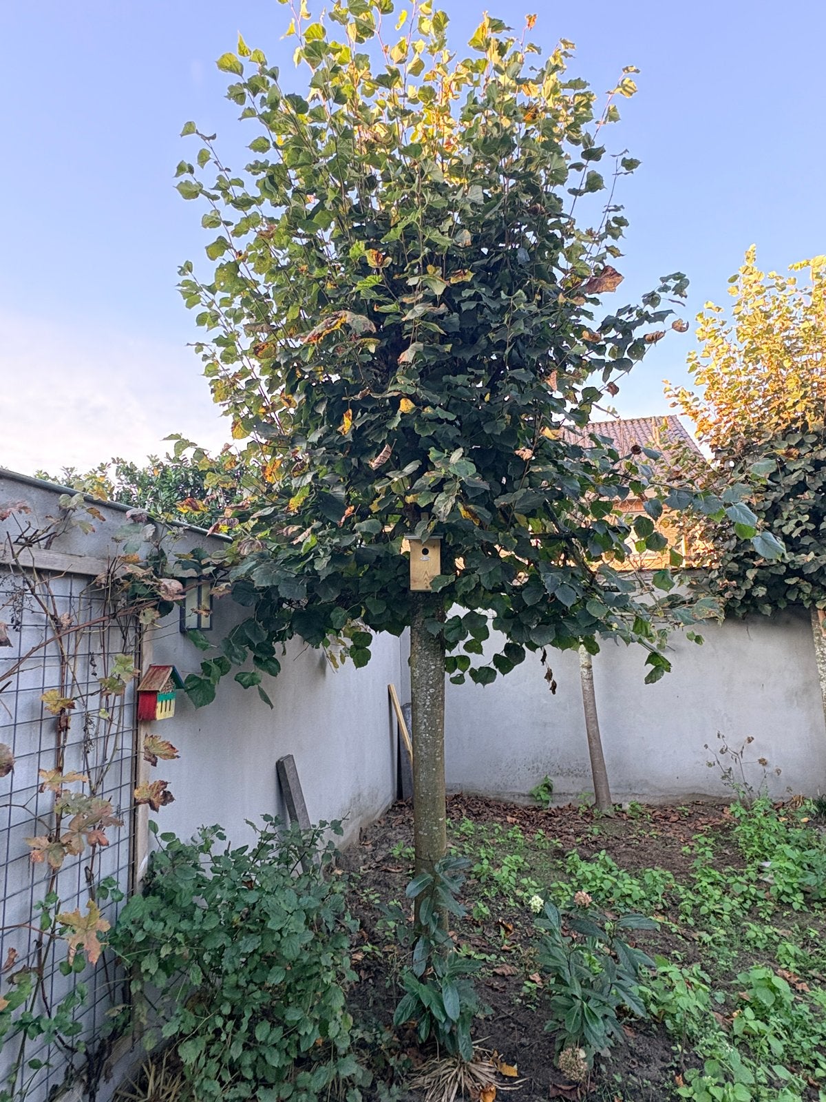 Grote leilinde - zelf uitgraven, Tuin en Terras, Ophalen, Leiboom, 250 tot 400 cm