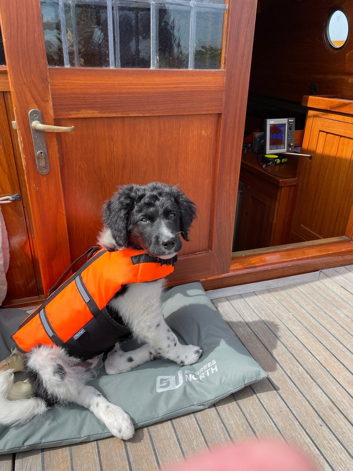Zwemvest puppy hond, Ophalen of Verzenden, Zo goed als nieuw