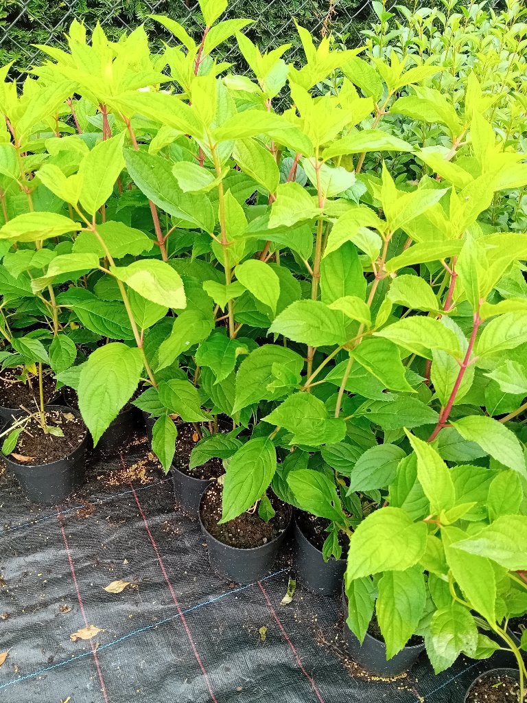 Pluimhortensia, Volle zon, Vaste plant, Zomer, Ophalen