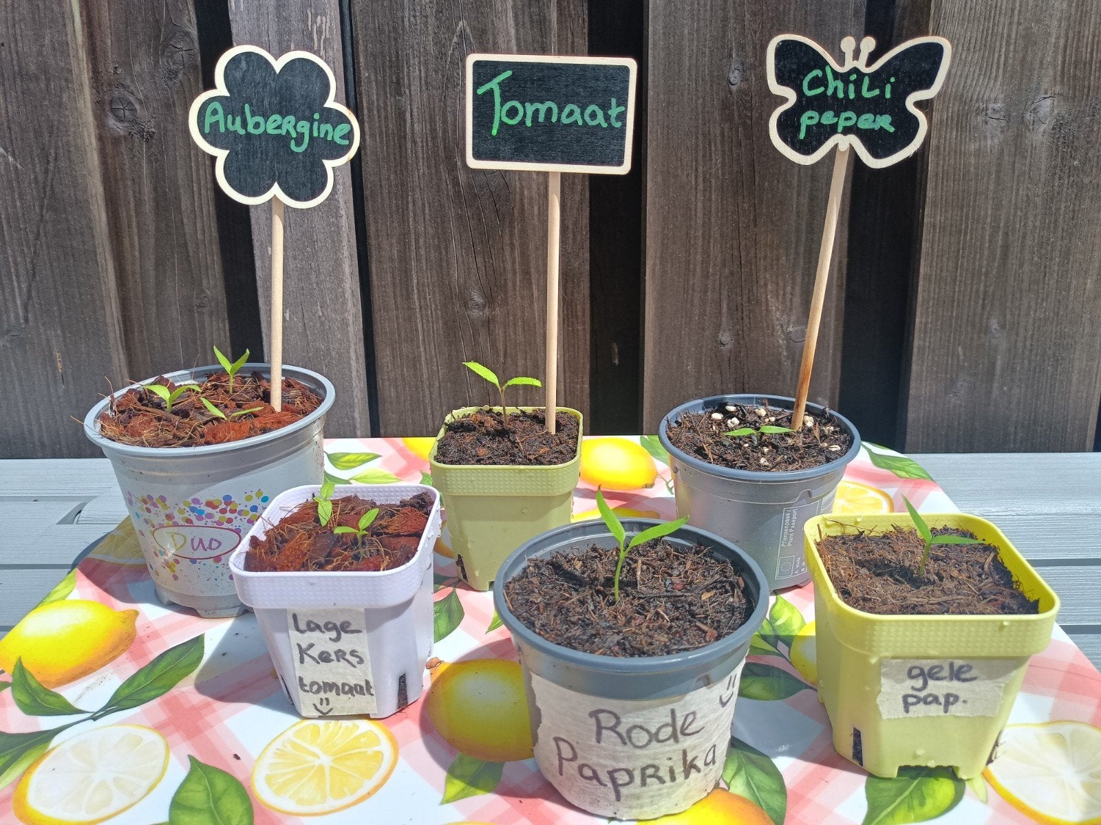 Moestuin 'pretpakket' ; paprika, tomaat, aubergine, peper, Tuin en Terras, Ophalen, Volle zon