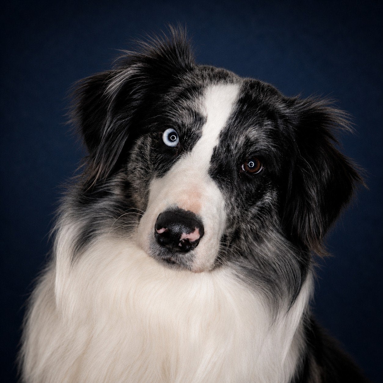 Dekreu, Dieren en Toebehoren, Parvo, Reu, 1 tot 2 jaar, Collie